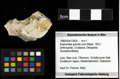 Foto (Objekt + Etiketten) von Eodromites grandis (von Meyer, 1857) 
